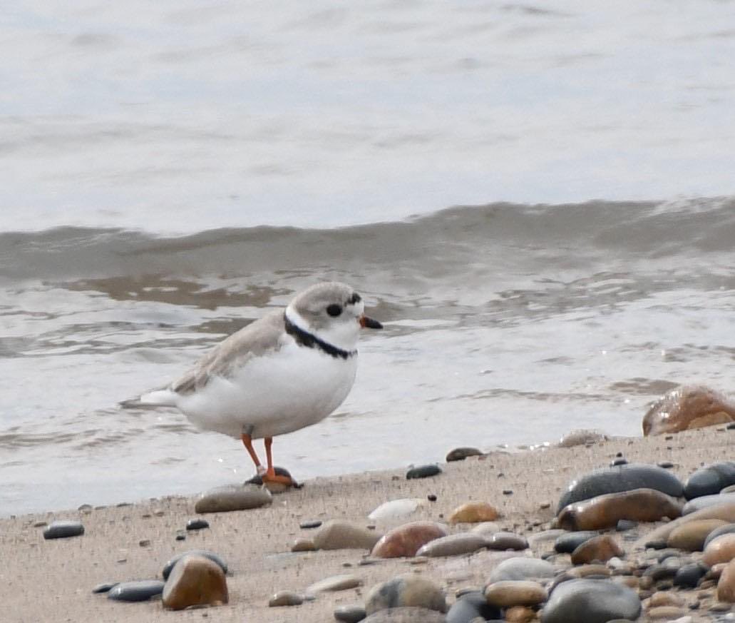 Chicago Piping Plovers on Twitter "It begins... The first Great Lakes