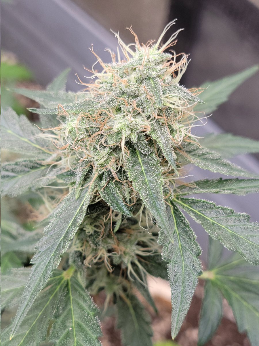 Dexter's Greenhouse on Twitter "Fog Dog Auto by Atlas. I hate autos