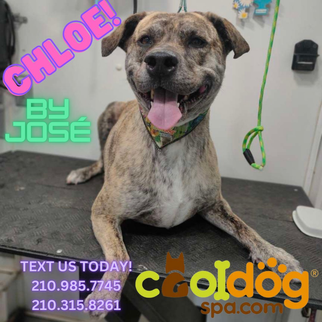 'We have same day appointments' subject to availability 
..
TEXT US TODAY!!! 📳🤳📳
.
210.985.7745 & 210.315.8261

#CoolDogSpa #CDSLovers #CoolDogAustin #CoolDogSanAntonio #cooldogtips #dogslover #dogsclub #dogs #dogofday #dogslife #mixed #mixedlove