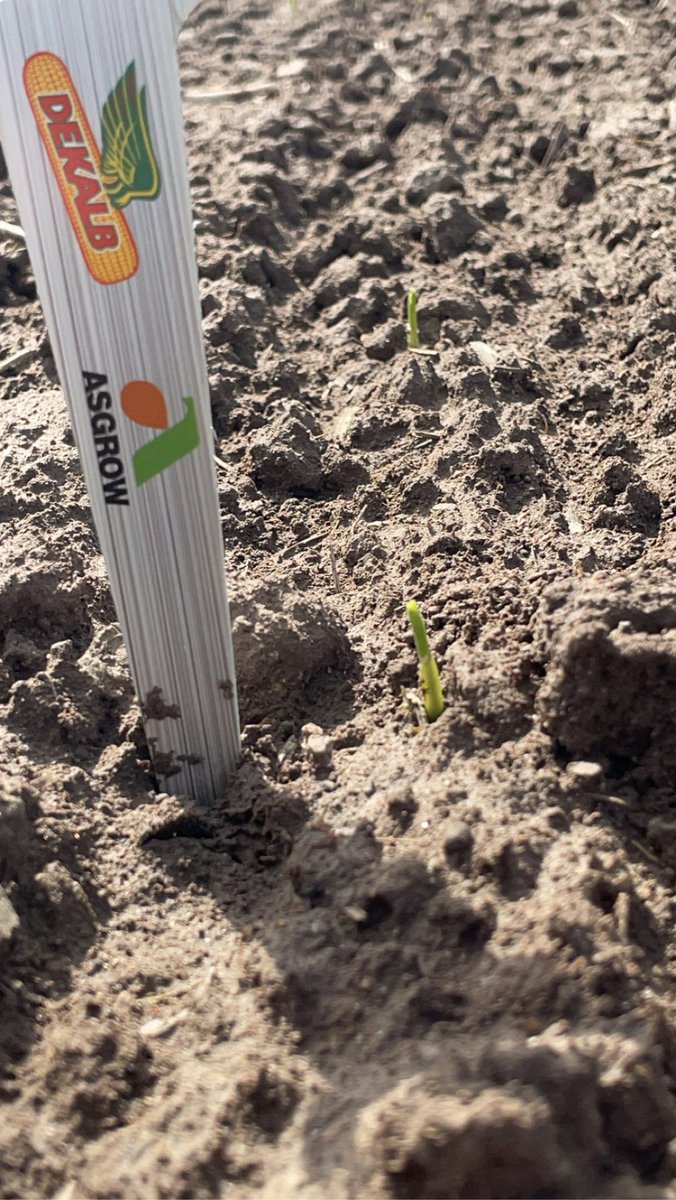 d_smith_1995's tweet photo. Planted April 12th, the NEW DKC64-22 showing its 💪 pushing through the soil! Excited to see the yield this hybrid has to offer in 2023!! @DKAS_SIL &amp;
@Asgrow_DEKALB https://t.co/6qSQFRgcZr
