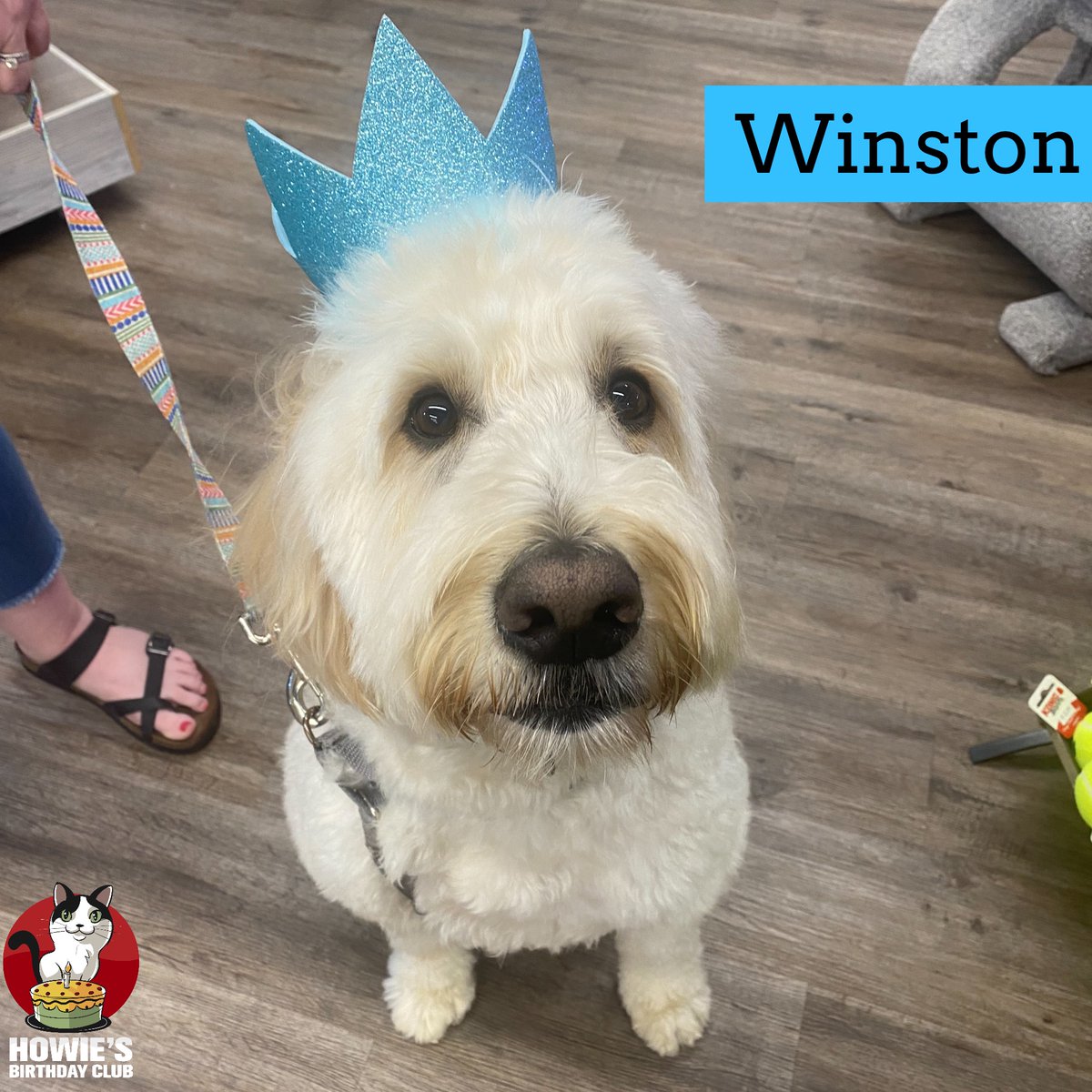 buschpetproduct's tweet photo. Happy 5th Birthday Winston!
🎂
#happybirthday #winston #birthdayboy #howiesbirthdayclub #dogsinceowns  #happybirthday #doodle #doodlelife #dogoftheday #happydog #dog #dogsofinstagram #instadog #dogstagram #dogsofmissouri #dogsofsemo #capegirardeau #doglife #dogday #dogsarethebest https://t.co/s4LiBfDMEX