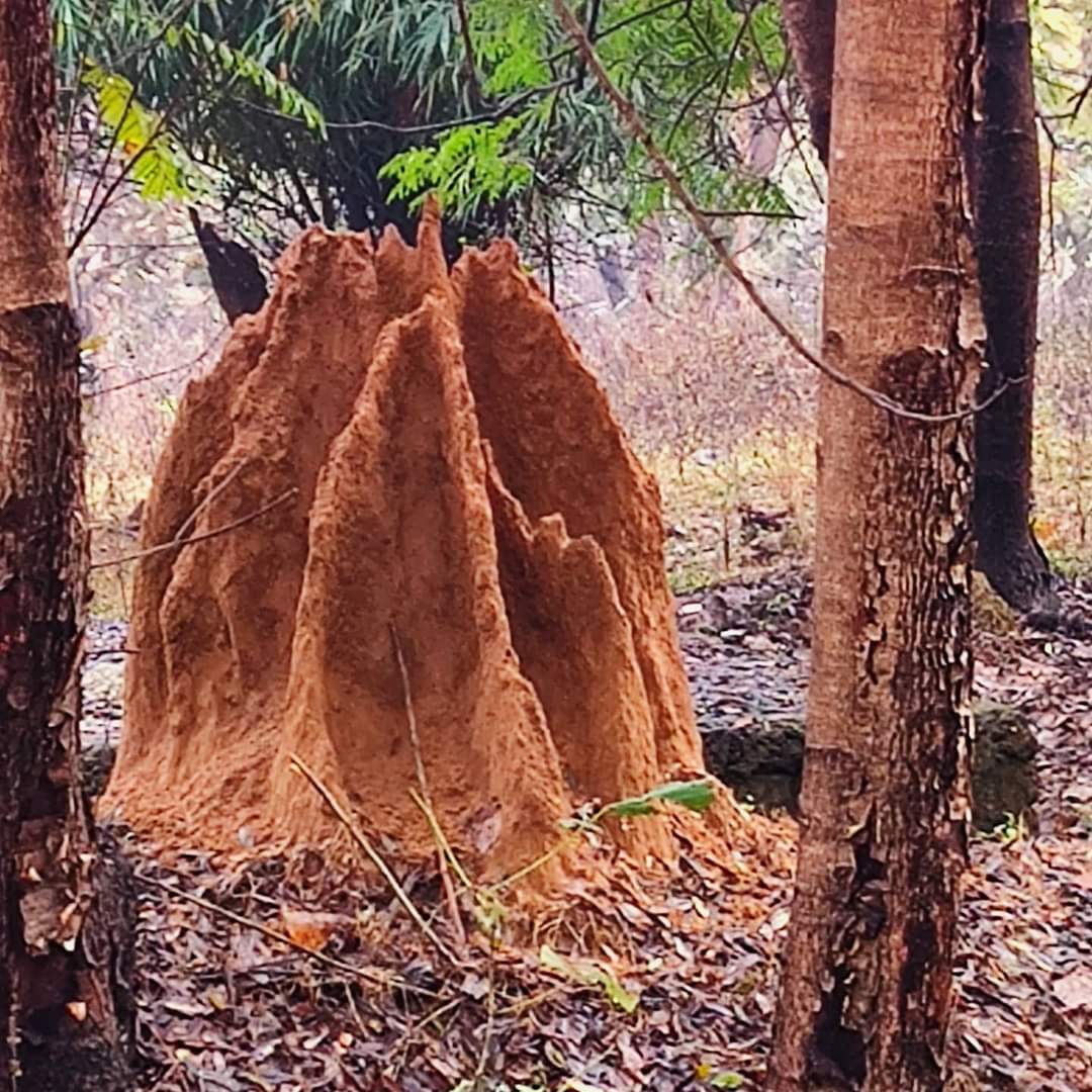 AnulataRajNair's tweet photo. Every ant knows the formula of its ant hill, every bee knows the formula of its beehive. They know it in their own way. Only humankind does not know its own formula.
Fyodor Dostoevsky
#EarthDay2023
#EarthDay #my_photography #slowexperience #save_earth
#NaturePhotograhpy https://t.co/MrHsDPFyIn