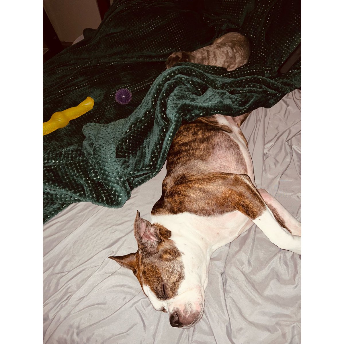 RarebreedCat's tweet image. My current situation in a king size bed. Good night 👟 🌍 #sofresh #soclean