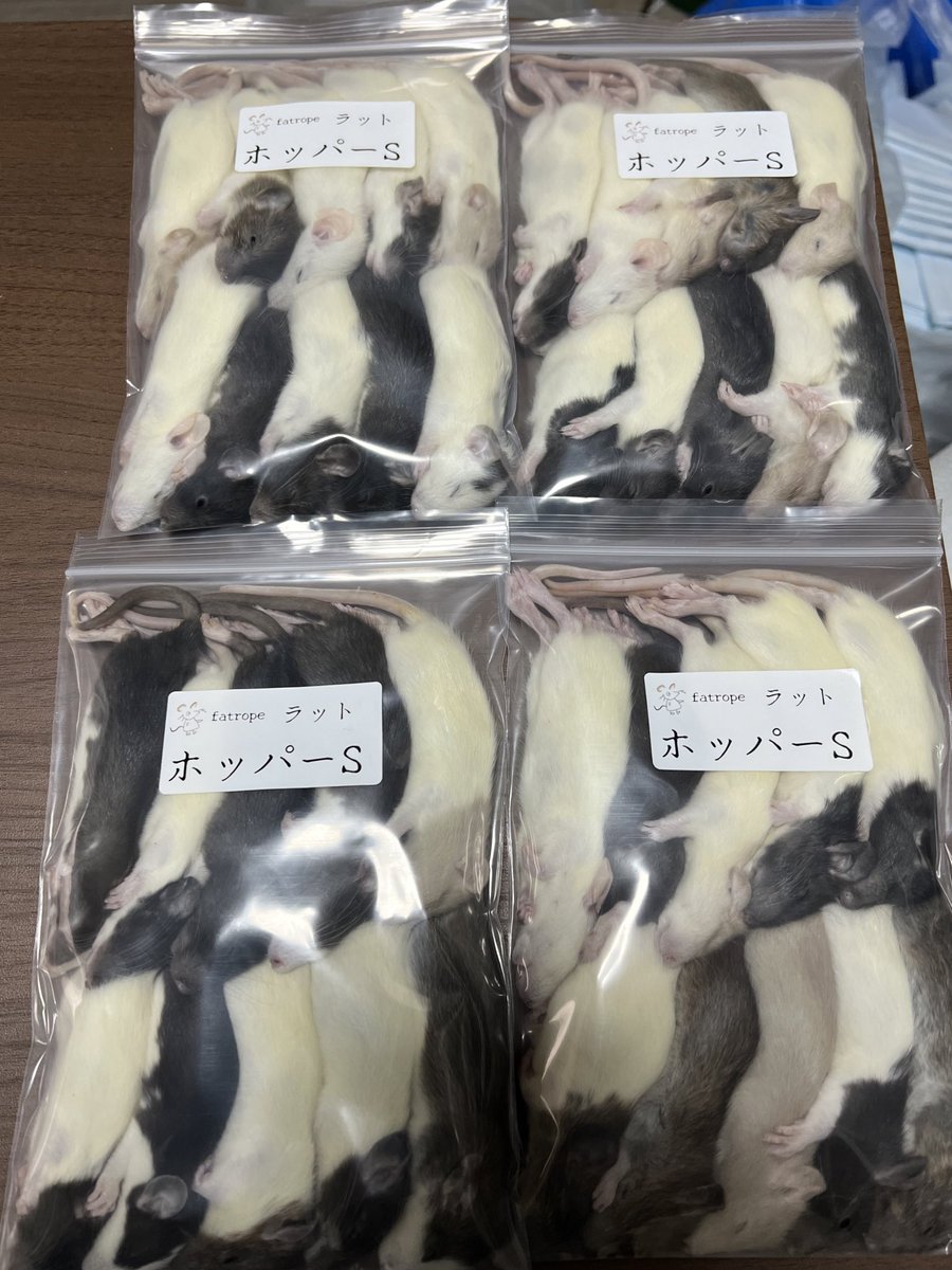 fatrope_09's tweet photo. ホッパーSラットの梱包はこんな感じです⬇️
梱包後、急速冷凍をしています❗️

#国産ラット　#冷凍ラット https://t.co/bjfg3pOWqk