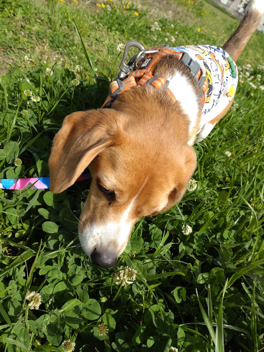 かわゆいねぇ〜べったん🥰💕