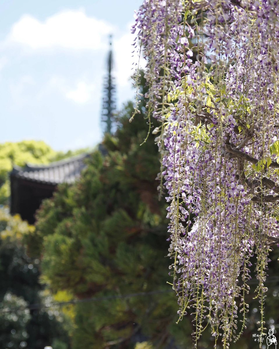 kansaiphotogirl's tweet photo. 藤の花の季節になってきましたね
奈良・當麻寺(たいまでら)にて
関西カメラ女子部メンバーphoto✨
https://t.co/eBQ6SdP1hZ
#関西カメラ女子部 #奈良 #當麻寺 #藤の花 #春
#nara #taimadera #temple #wisteriaflower #lovely #spring #camera #kansaiphotogirl
#flowerstagram https://t.co/C1jL6pdNtj