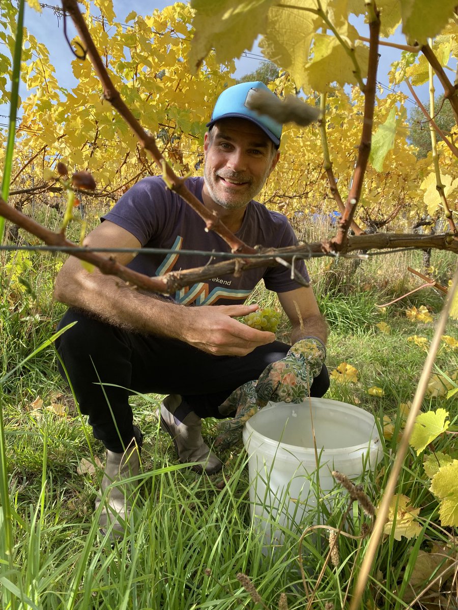 Sauvignon Blanc Harvest Give these guys a visit if in the area ⁦<a href="/wobblybootvine/">Paul</a>⁩ #tassie
