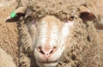 Australia's veterinary medicines authority has registered the world’s first oral product for managing lice in sheep

👉 loom.ly/zInHqUw