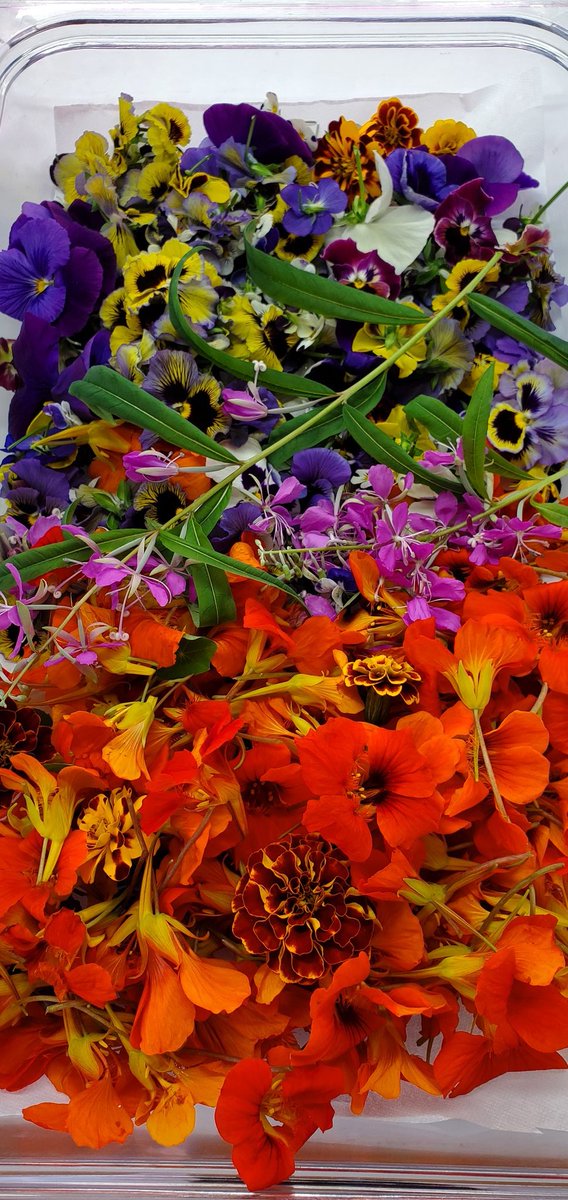 SpaceFarmingSFI's tweet photo. Our #edible #flowers were really colorful this week. What a delightful research project. Did you know that Teas made from the #flowers have lots of nutrition as well as being #antiinflammatory, providing #antioxidants,  and contain salicylic acid to provide pain relief. https://t.co/MaQw63ZR9W