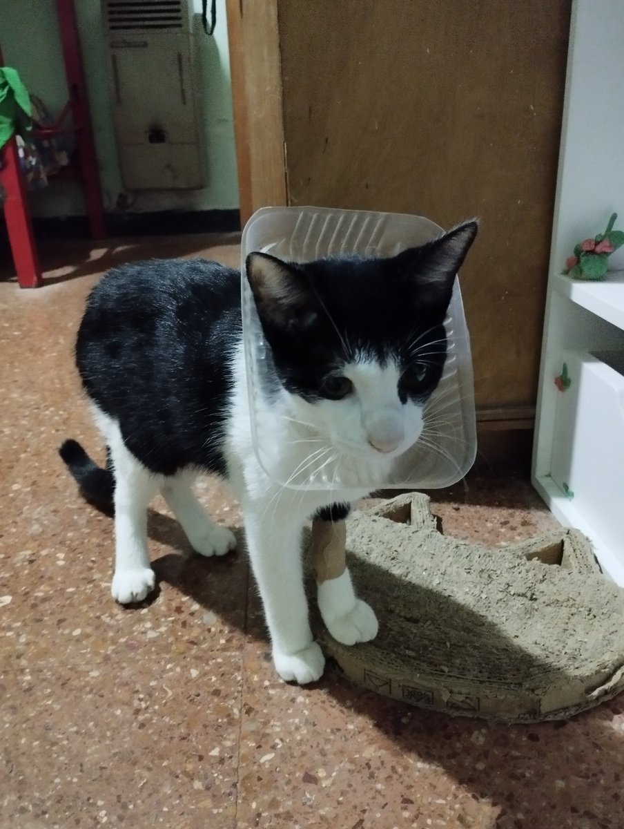 Tuvimos que improvisarle un cono al gato para que no se saque la vía toy llorando