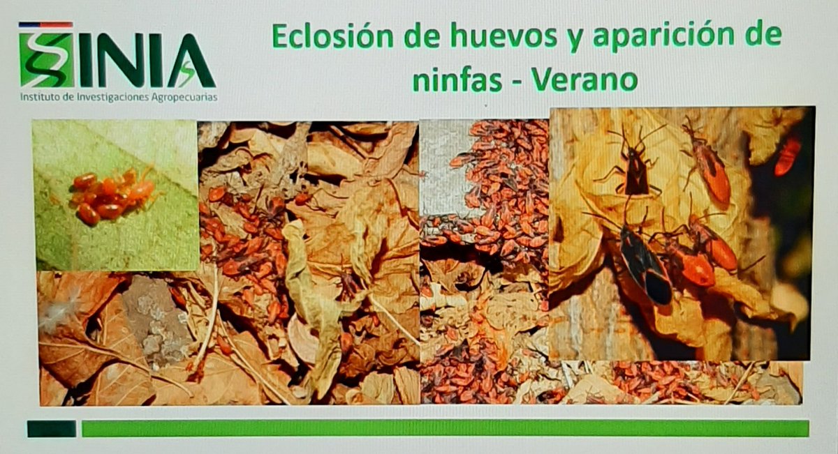 ECisternas9's tweet photo. En actividad organizada por la I. Municipalidad  de La Calera tuvimos en la primera capacitación para la comunidad sobre el Chinche del Arce. Es necesario la difusión y transferencia del conocimiento de esta nueva plaga urbana. https://t.co/Hih3nGGRTT