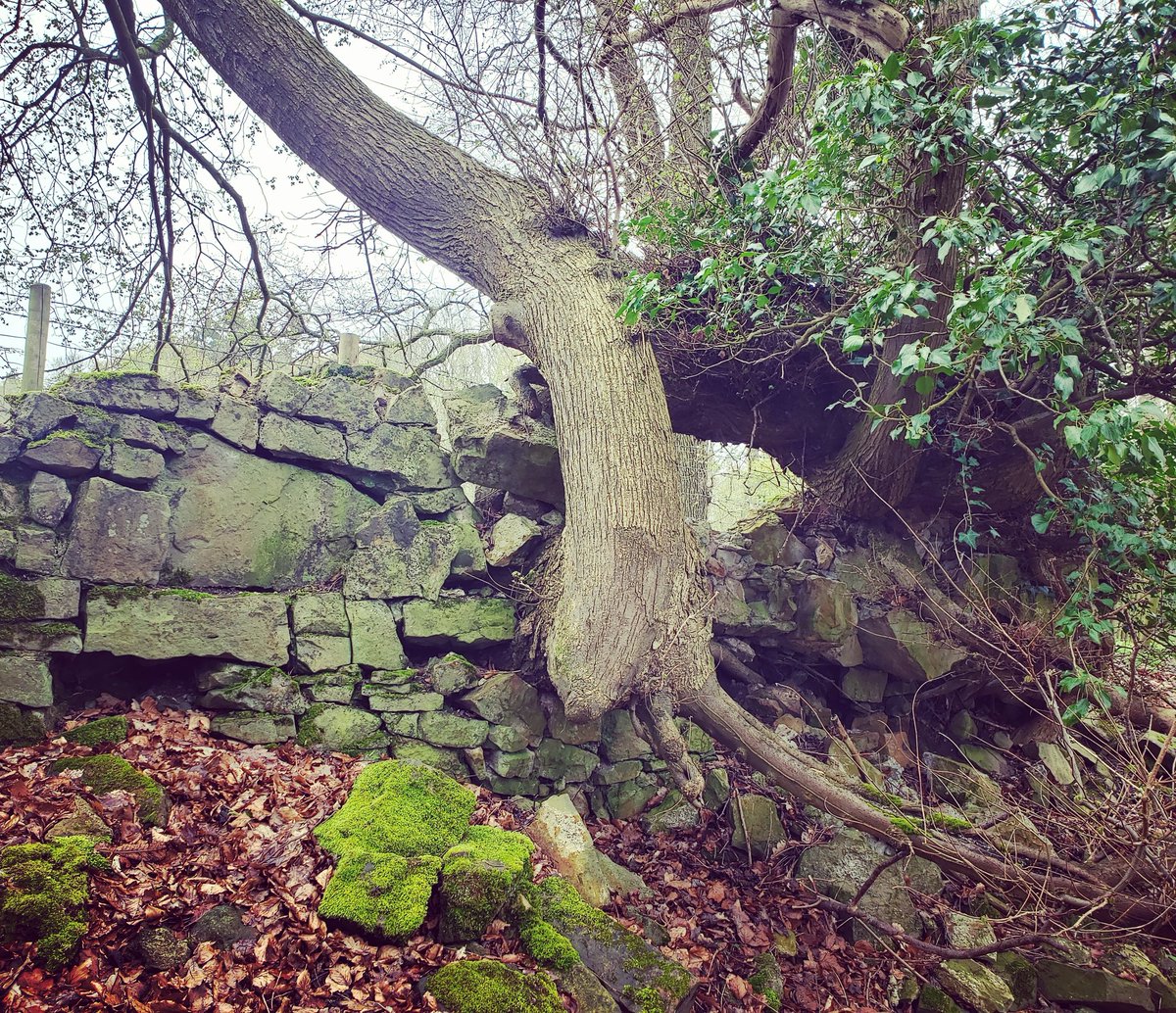 JaneImaginari's tweet photo. We humans transform landscapes and leave our marks on the world. But these marks are not always indelible, because when we move on, nature quickly moves in to stake its claim once more.

At #chirkcastle https://t.co/5DVbVunVA1