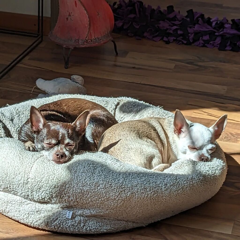 BaslerMeitli's tweet photo. Die Sonne geniessen, chillen und lecker Essen.

Das wechselhafte Wetter macht meinem Fuss keine Freude, aber trotzdem bei gutem Wetter raus gehen und sonst die Zeit angenehm gestalten.

Essen: Gemüse mit Magerquark-Dipp, Salat mit Lachsfilet (Mi nach The… https://t.co/tr8oXUNrTR https://t.co/i1TpqY8Yvs