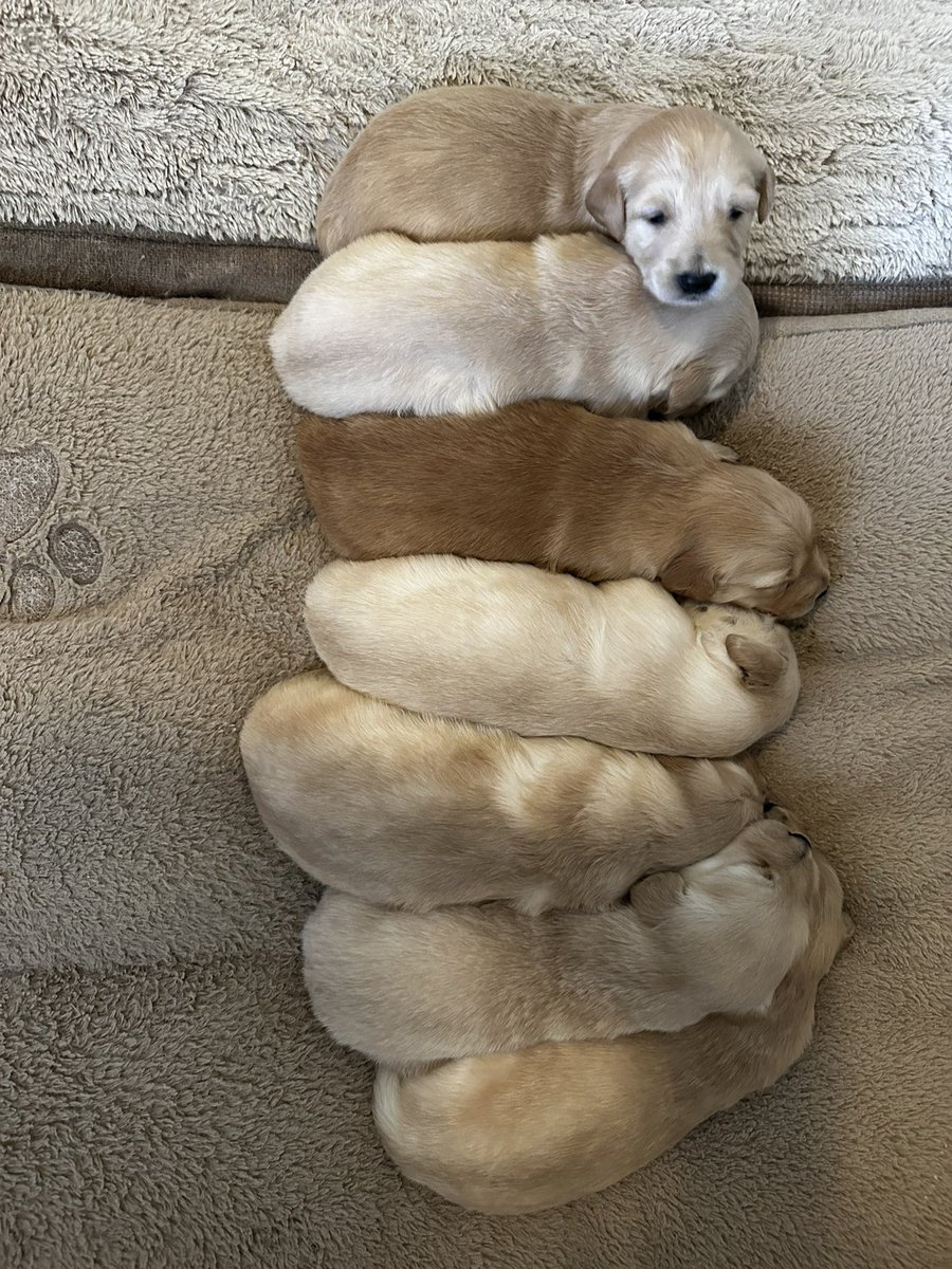 Angelsanchezboi's tweet photo. Golden Retriever puppies for sale!🐶
Includes 1st round vaccinations &amp; deworming! 🐾 
Dm if interested, serious inquiries only please! ❤️ https://t.co/sgLGt8Z8b2