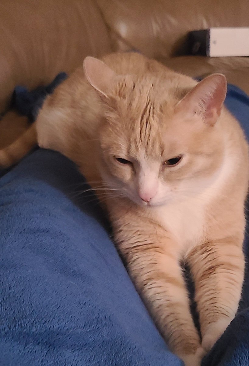Minasbeans's tweet photo. I found this really comfy leg to make biscuits on! Then I realized it was attached to a human and I ran! https://t.co/JcR2wj6gyT