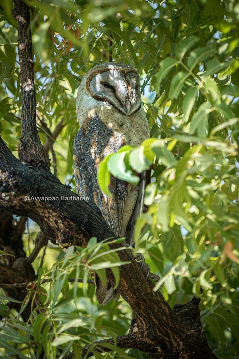 passivelyactive's tweet photo. Zen mode activated. 
The white monk- Barn Owl.
#IndiAves #BBCWildlifePOTD #natgeoindia #ThePhotoHour #SonyAlpha https://t.co/YpMwEZwjnH