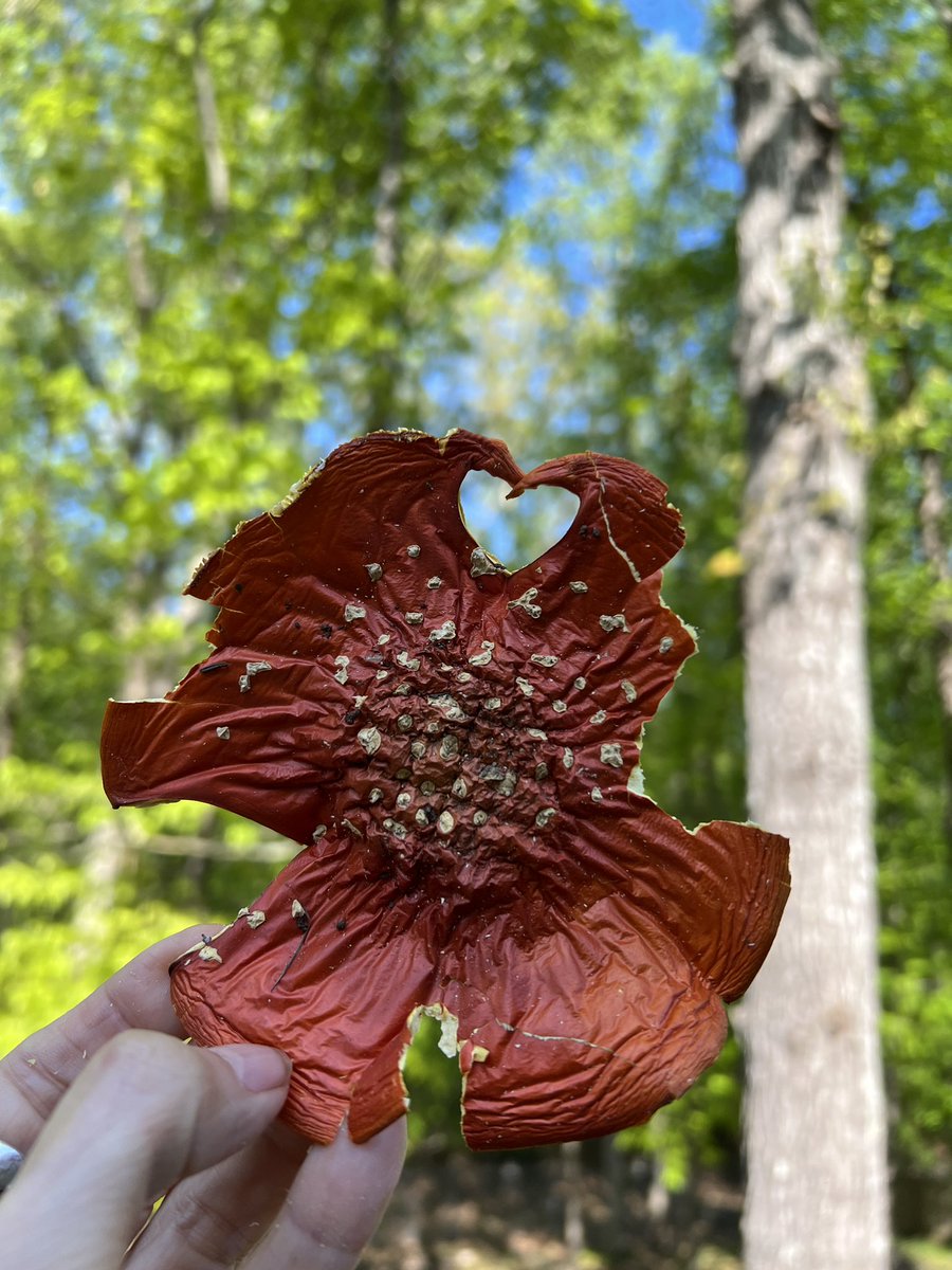 Amanita muscaria loves the humans 🥰