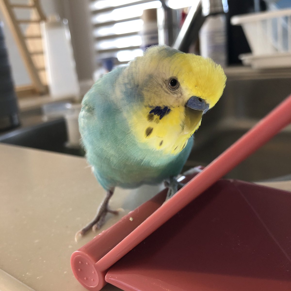 本格的に春になりましたね！
ふうも羽が抜けてきたので衣替えかな🤔