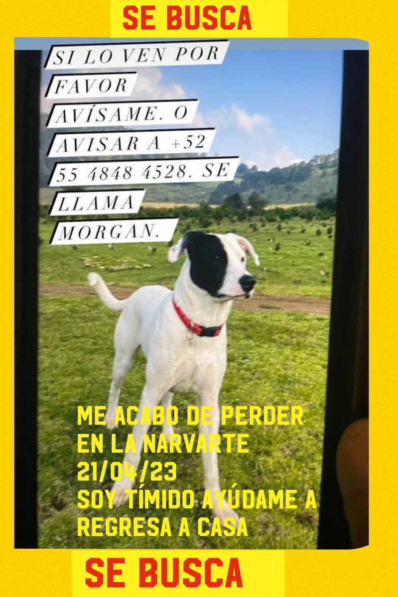 POPESILVA's tweet photo. Se acaba de extraviar este perro.

Ayúdenos a compartir. ¡Ayuda! @EsEstra @DelValle03100 @ColDelValleBJ @smartdogsDF @jantonioesc @En_laDelValle @malamadremx @MascotaCoyoacan @MarianimaLOVERS @sebuscaCdMx @gretakolarik @_PatriciaAnaya @vecinos_valle @AcaciasDf @col_Acaciasdf https://t.co/IBK4m3YeMH
