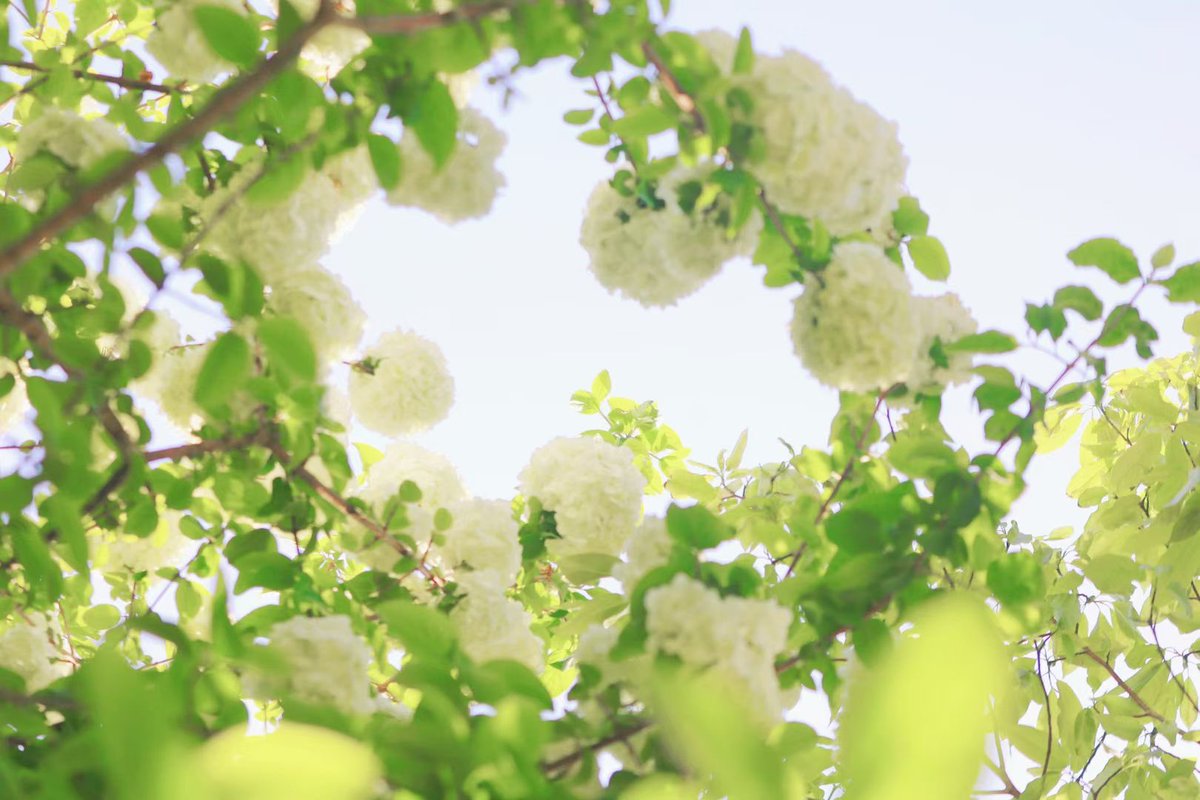 sjtu1896's tweet photo. Spring is still in full bloom on campus with our beautiful white hydrangeas! The lush clusters of delicate flowers are a true sight to behold. Don't forget to stop and smell the sweet fragrance.
#SJTUCampus #campusbeauty #springflowers #whitehydrangeas 🌸🌿
📸:Zhangting Yao https://t.co/6ML87i7zV8