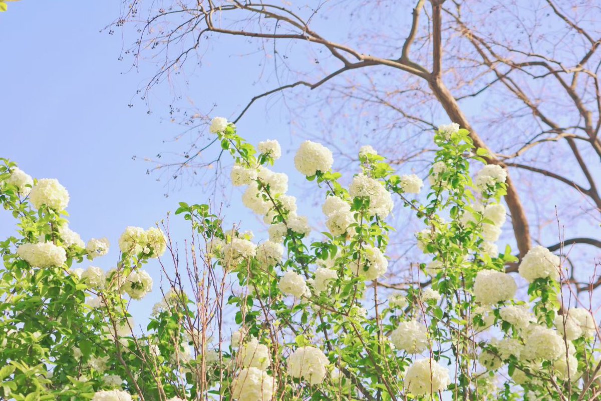 sjtu1896's tweet photo. Spring is still in full bloom on campus with our beautiful white hydrangeas! The lush clusters of delicate flowers are a true sight to behold. Don't forget to stop and smell the sweet fragrance.
#SJTUCampus #campusbeauty #springflowers #whitehydrangeas 🌸🌿
📸:Zhangting Yao https://t.co/6ML87i7zV8