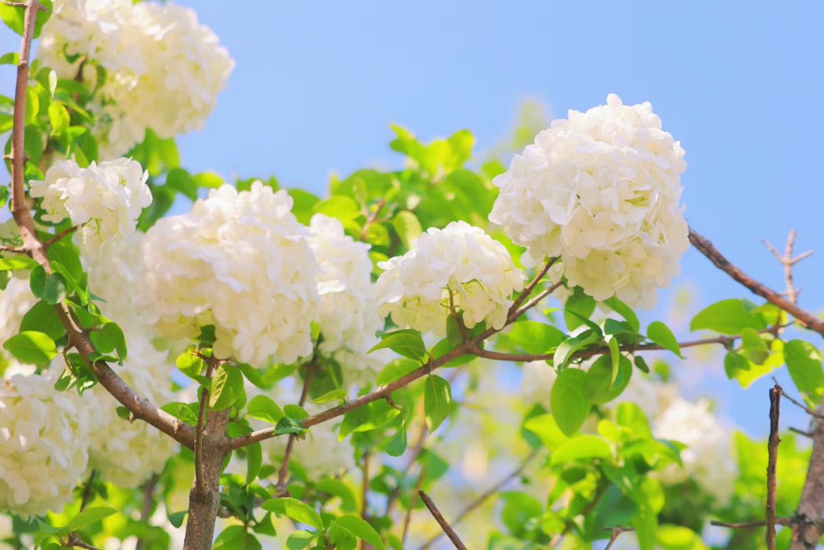 sjtu1896's tweet photo. Spring is still in full bloom on campus with our beautiful white hydrangeas! The lush clusters of delicate flowers are a true sight to behold. Don't forget to stop and smell the sweet fragrance.
#SJTUCampus #campusbeauty #springflowers #whitehydrangeas 🌸🌿
📸:Zhangting Yao https://t.co/6ML87i7zV8