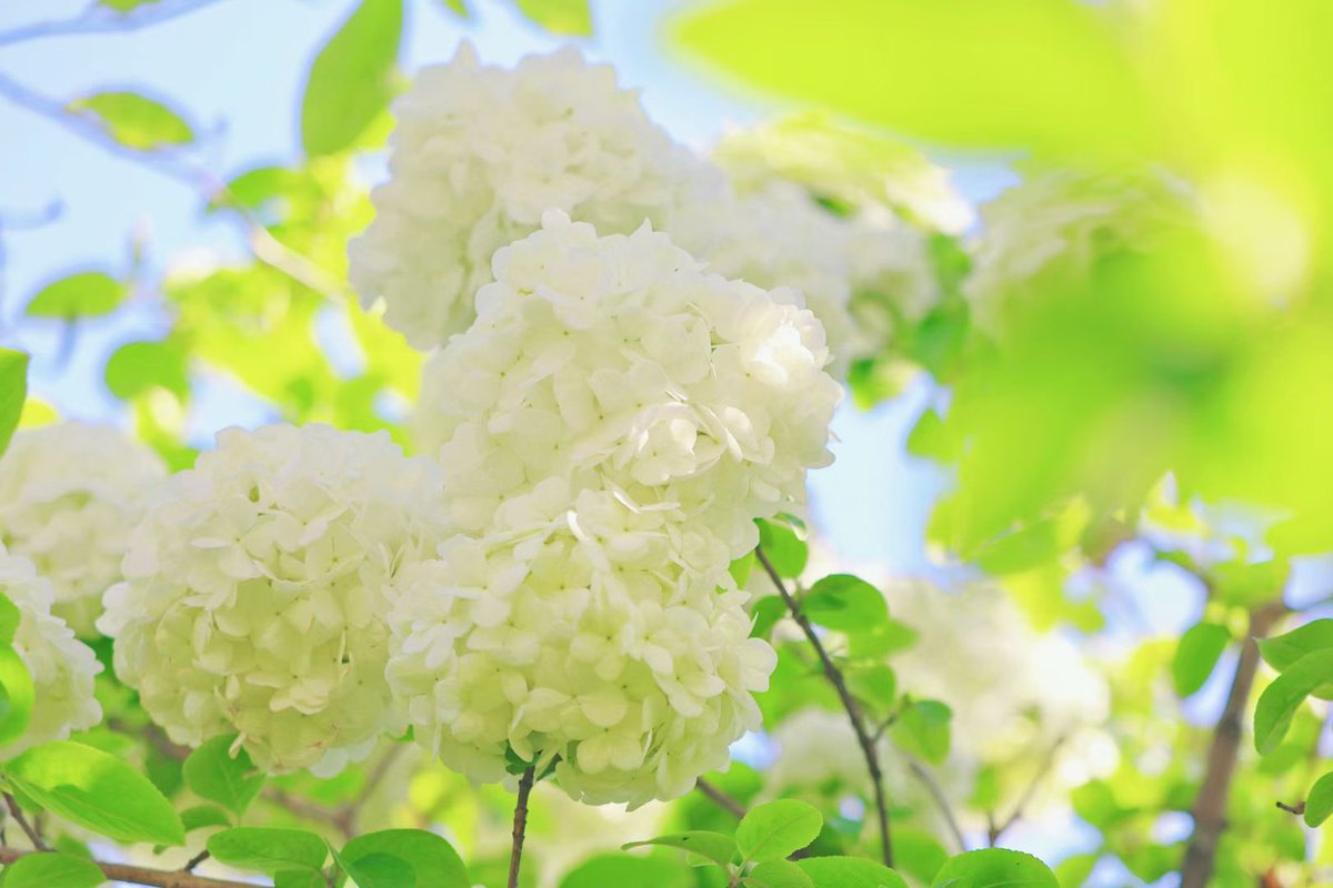 sjtu1896's tweet photo. Spring is still in full bloom on campus with our beautiful white hydrangeas! The lush clusters of delicate flowers are a true sight to behold. Don't forget to stop and smell the sweet fragrance.
#SJTUCampus #campusbeauty #springflowers #whitehydrangeas 🌸🌿
📸:Zhangting Yao https://t.co/6ML87i7zV8