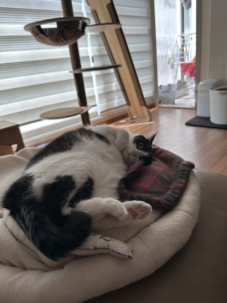 CatainKirk's tweet photo. 먀?! https://t.co/rSzLYy2dcI