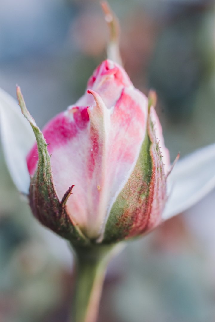 #fujifilm #fujifilm_xseries #rose #Macro