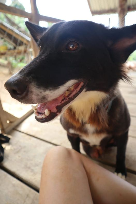 Handsome King is loving all of the extra attention from guests. He now won't stop barking until he is pat. 

Being paralyzed on his backend means nothing to him. He is an inspiration.  ♥️🐶

We love you King.  👑

#StreetDogs #Sanctuary #AnimalWelfare #StreetDogSanctuary #Canada
