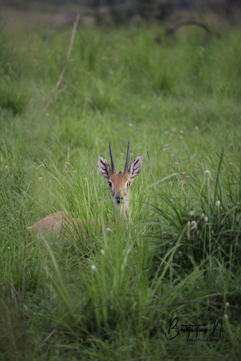 bentique3's tweet photo. The Oribi is the smallest Savannah antelope in Uganda, weighing roughly 10-22kgs. Oribis survive in the wild on various techniques, their ability to camouflage so well in the golden course grasses, sharp ears that pick out sounds from far, n swift legs.
#29DaysofUGBeauty https://t.co/5E2DqpGmzt