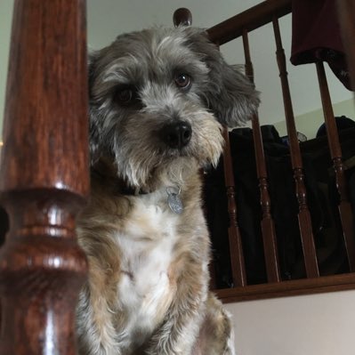 Ryan91_NL's tweet photo. #NewProfilePic by nature I’m a cynical human being. I don’t know why; just am
And I typically hate tweets like this (don’t know why that’s the case, either. Probably linked to the cynicism).
But I’m gonna miss that dog more than I think I realize.
Love ya buddy #RIPCooper ❤️ https://t.co/Hkg70RFBsW