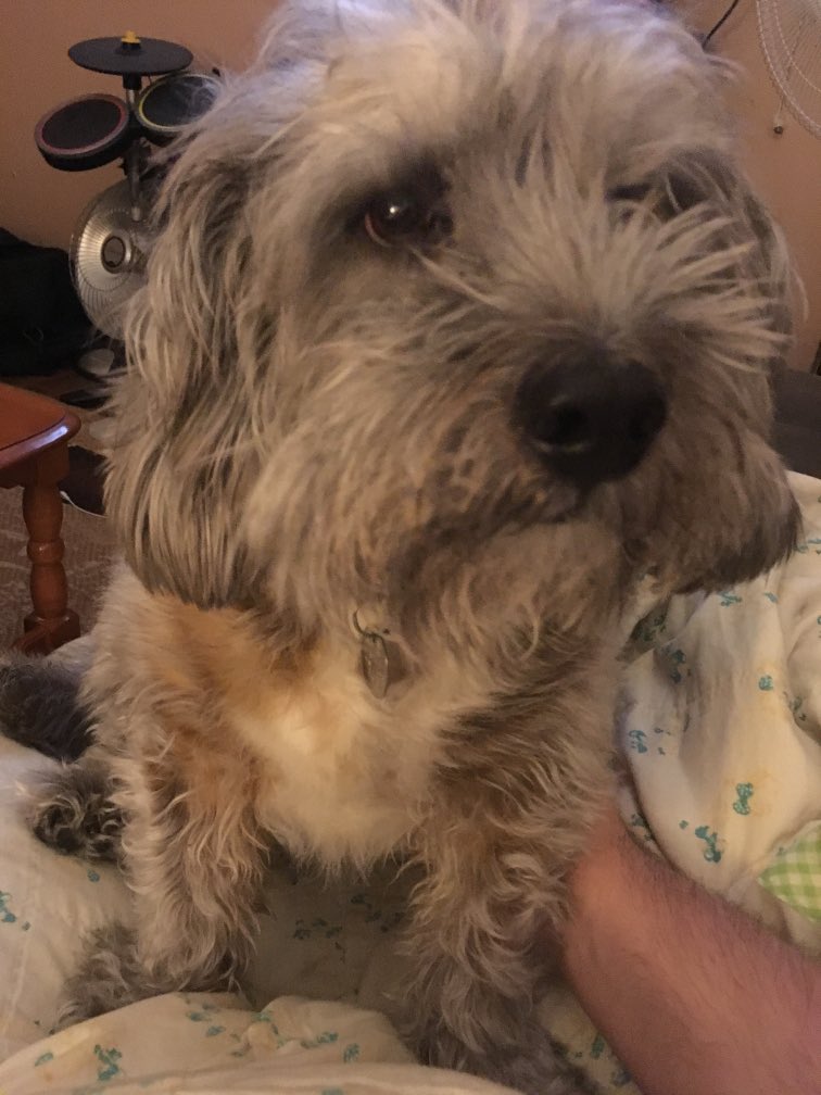 Ryan91_NL's tweet photo. #NewProfilePic by nature I’m a cynical human being. I don’t know why; just am
And I typically hate tweets like this (don’t know why that’s the case, either. Probably linked to the cynicism).
But I’m gonna miss that dog more than I think I realize.
Love ya buddy #RIPCooper ❤️ https://t.co/Hkg70RFBsW