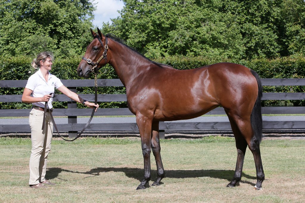 KarakaChat's tweet image. #ChevalDOr (NZ) (Almanzor) takes out the Group Three Championship Stakes (2100m) at @PukekohePark. Purchased from @WaikatoStud Karaka 2021 draft for $420,000 by @OaksStud &amp;amp; @PikeRacing 👏🏻