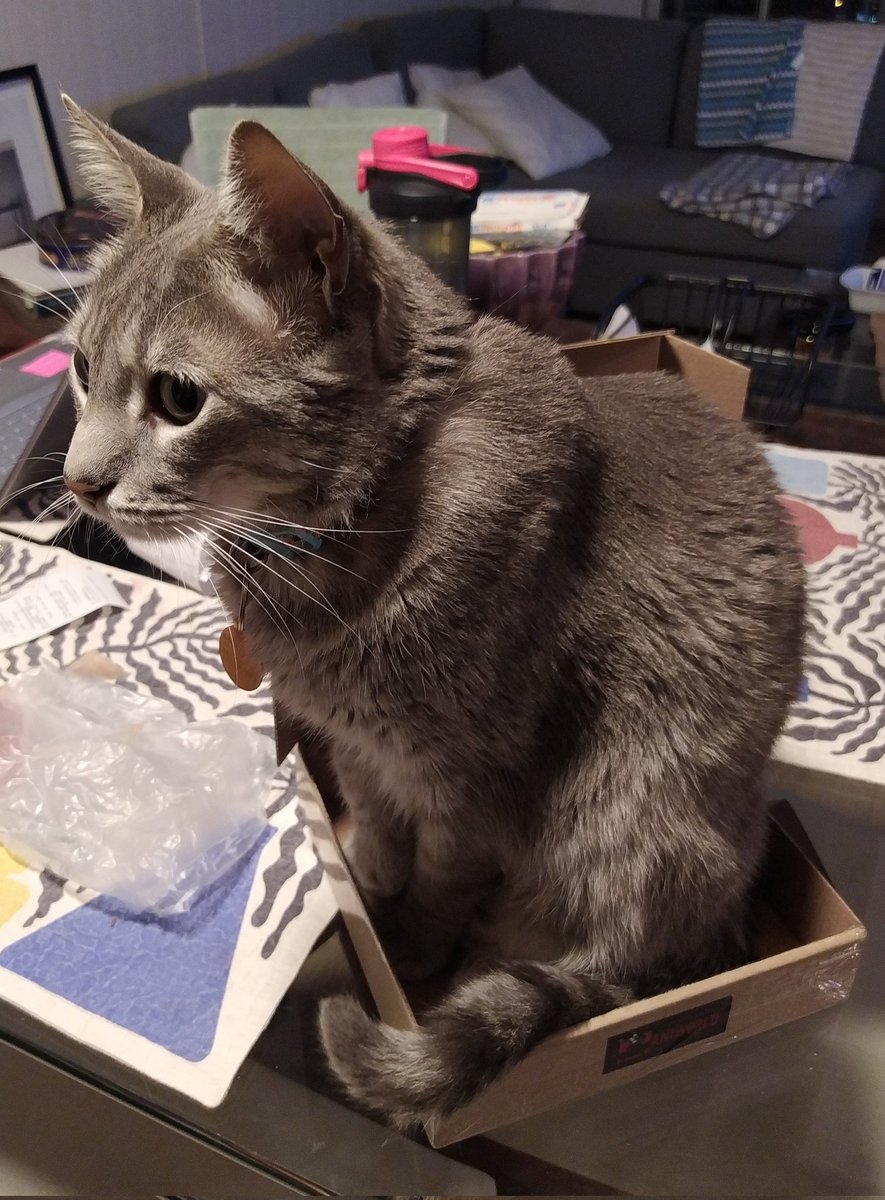 If you see this tweet, quote tweet it with the most recent photo you took of your pet. No cheating.