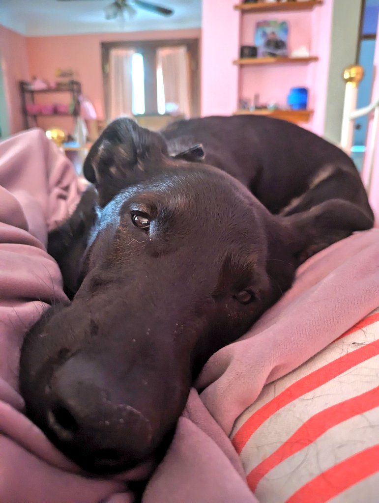 4/21/2023: Hiccup is pupparing for a very big weekend. Is quite exhausting.

#dogsoftwitter #weekendvibes #RescueDog #LetsDance