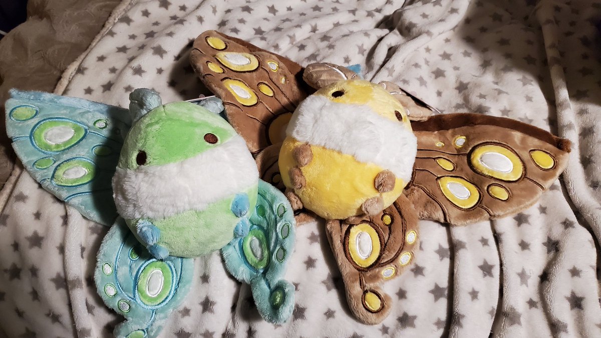 burning_ever's tweet image. Two of four #Fluffnest moths have come home 8)