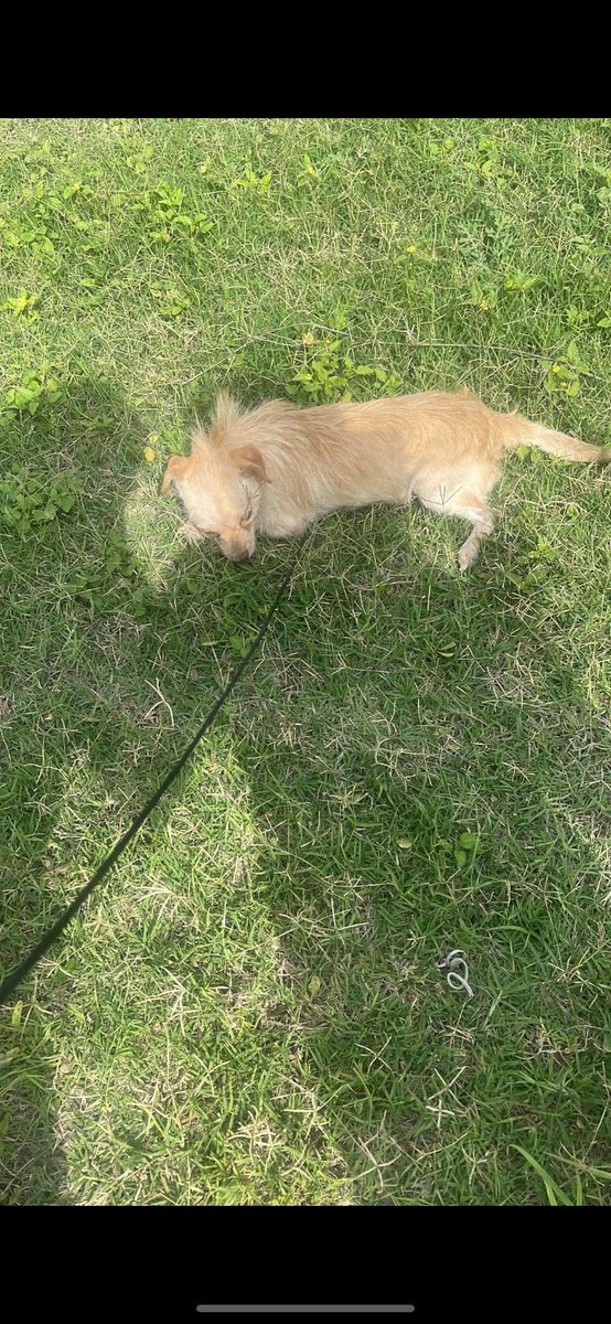 drunkncasserole's tweet photo. Ran over twice. Welcome to the family Nugget https://t.co/xWsBMoDYjU