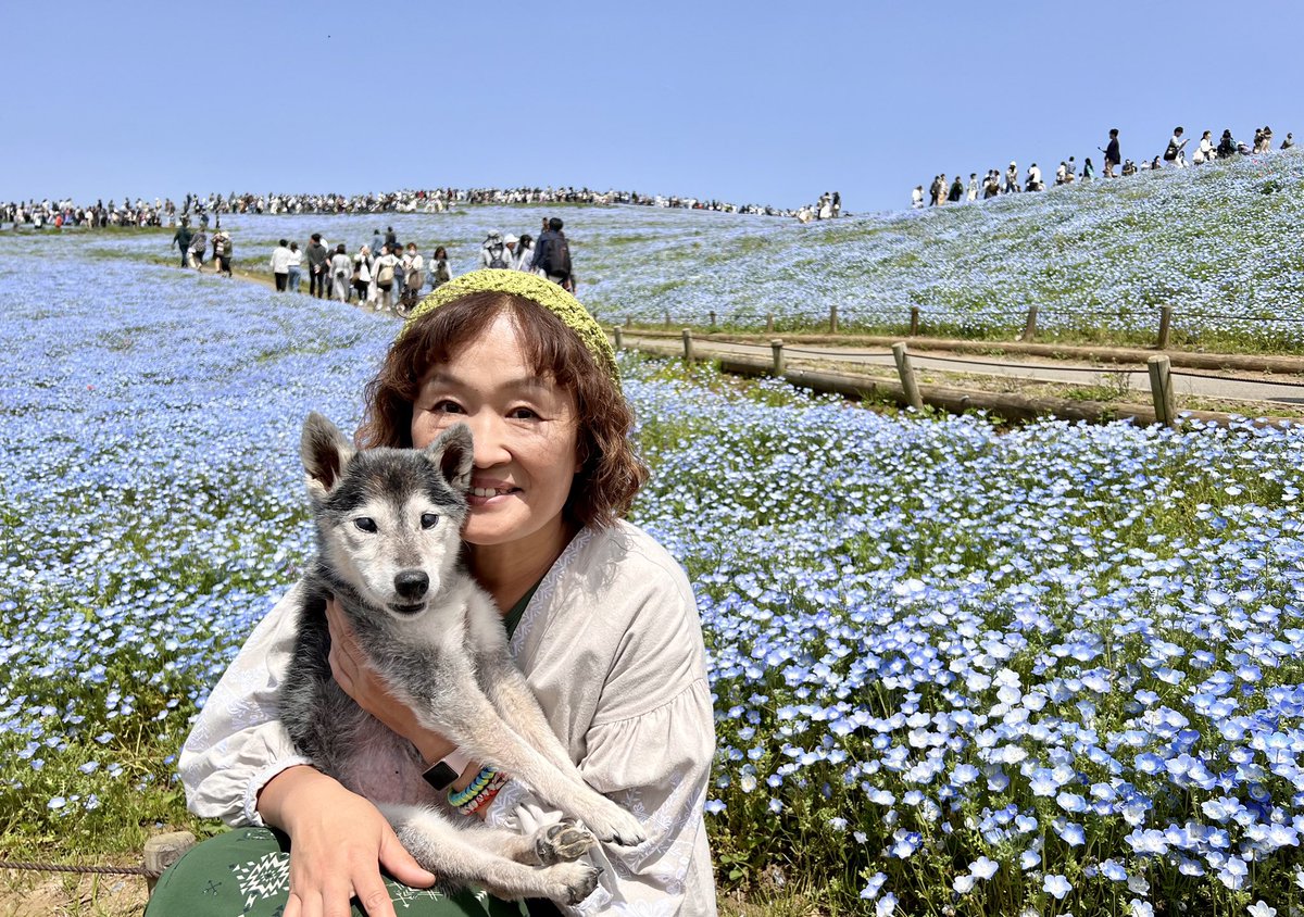 ひたち海浜公園のネモフィラ、
想像以上の色鮮やかさと
想像以上の人混みでしたw😆