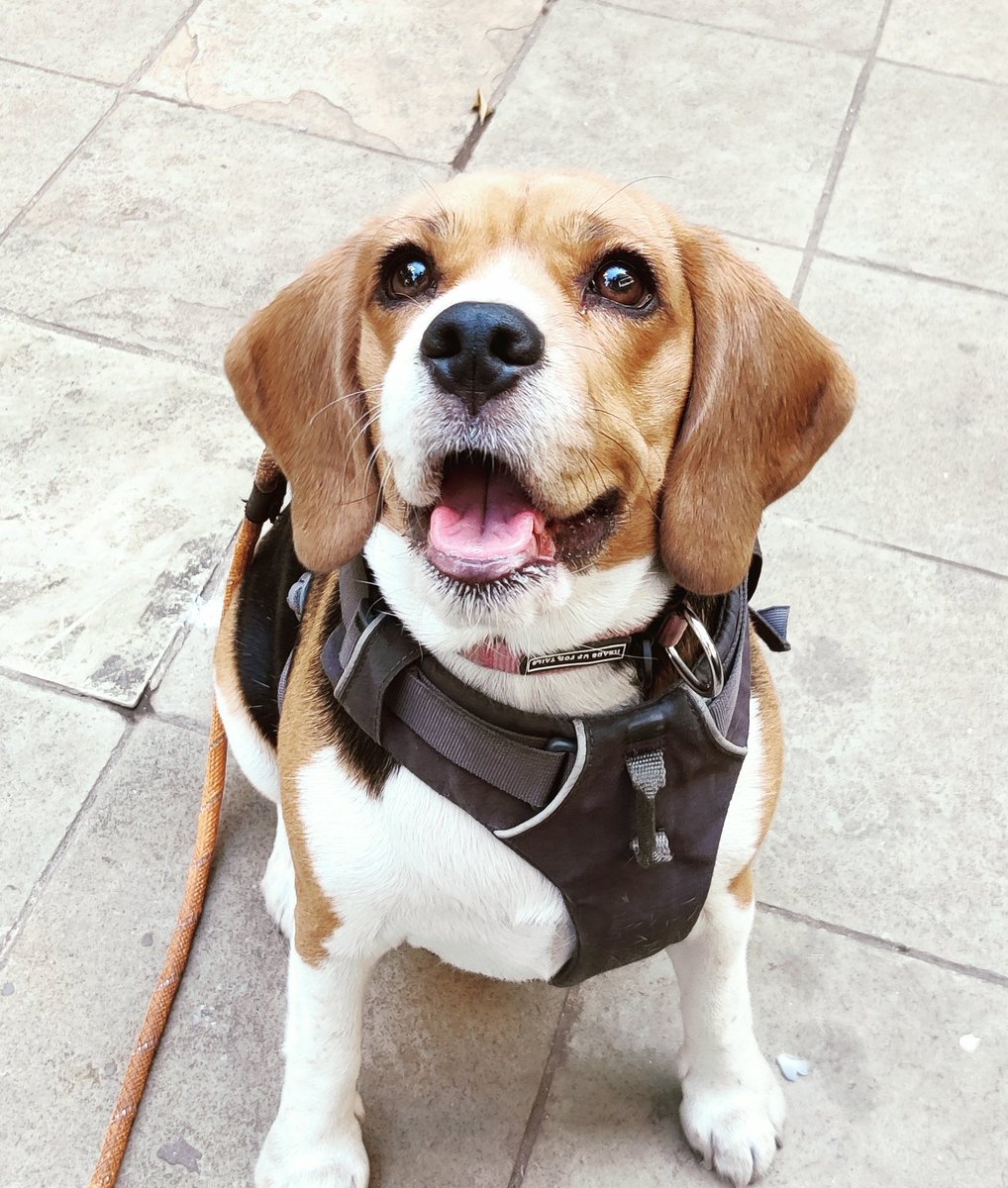 #NationalBeagleDay #AppleTheBeagle #beaglelove #DogsofTwittter @beaglefacts