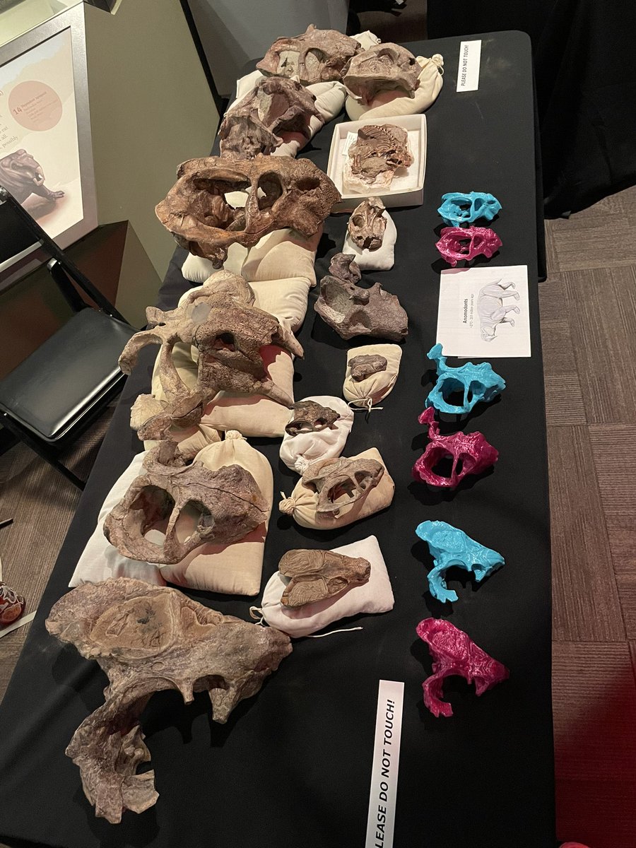 Please enjoy this table full of dicynodonts <a href="/FieldMuseum/">Field Museum</a> Members Night #fossilfriday