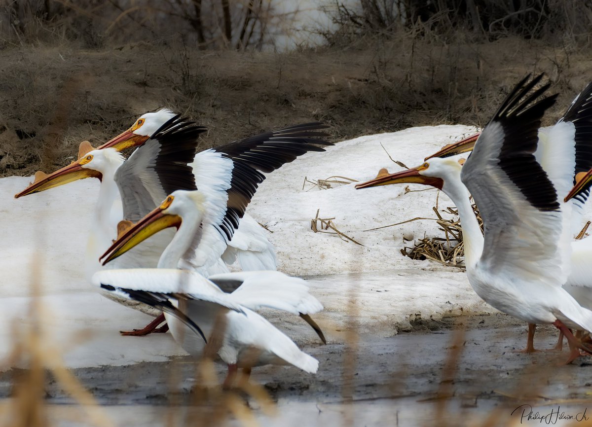 philsonjr's tweet photo. It’s been a long time since I’ve posted on Twitter. Here’s some of the wildlife around our area. American White Pelican https://t.co/cVcACjdsrq