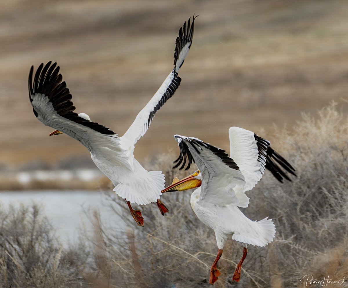 philsonjr's tweet photo. It’s been a long time since I’ve posted on Twitter. Here’s some of the wildlife around our area. American White Pelican https://t.co/cVcACjdsrq