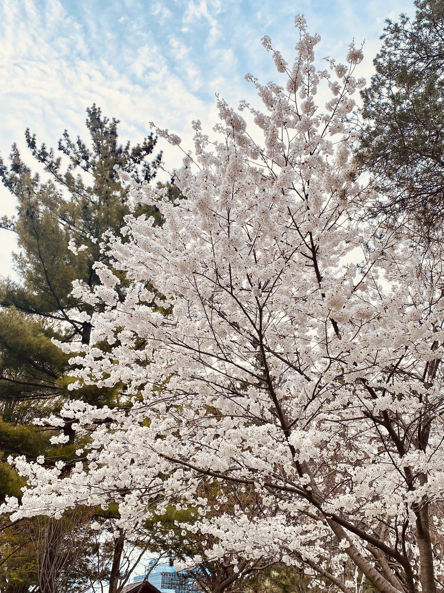 danielahespanha's tweet photo. High Park - Toronto | Cherry Blossom https://t.co/mHDCR9Xfaq