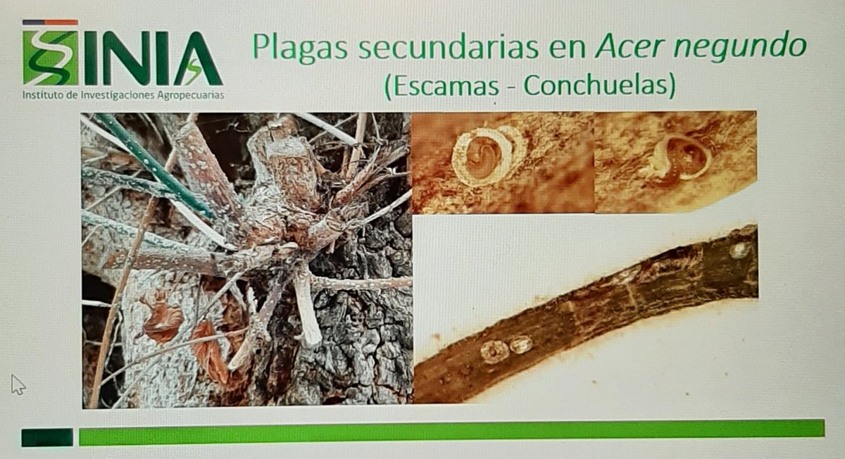 ECisternas9's tweet photo. Uno de los RIESGOS de la aplicación de insecticidas en los Acer negundo, para el control del Chinche del arce es la resurgencia de escamas y conchuelas controladas biológicamente por parasitoides. Este es un factor clave en las decisión de control y manejo de la plaga. https://t.co/wvX6clROVG