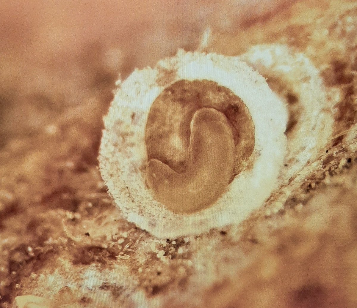 ECisternas9's tweet photo. Uno de los RIESGOS de la aplicación de insecticidas en los Acer negundo, para el control del Chinche del arce es la resurgencia de escamas y conchuelas controladas biológicamente por parasitoides. Este es un factor clave en las decisión de control y manejo de la plaga. https://t.co/wvX6clROVG
