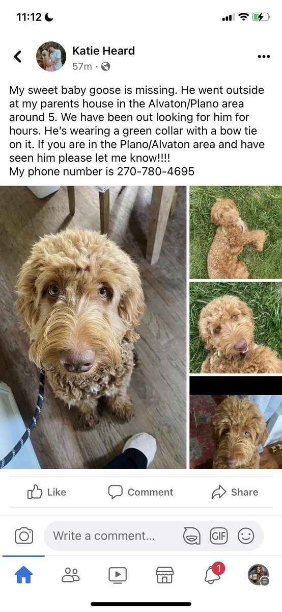 bfree1999's tweet photo. missing dog!!! Plano/Alvaton area @joeimel pls share!!! https://t.co/ZwdrdUmw5d