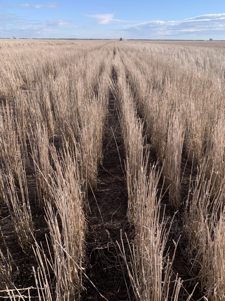 OutlookAg's tweet photo. Canola planting underway at Edgeroi into stripper front stubble #stripperfront #wintercrop23 #canola https://t.co/mYcEmAC2Xz