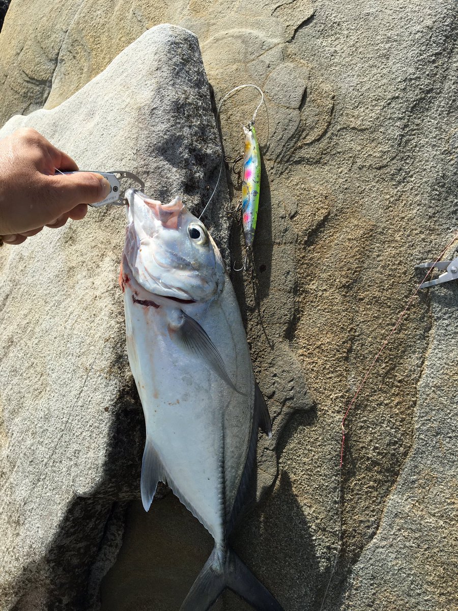 LeoLeoFishing's tweet image. 軽いジャークでクンッ⁉️ゴンッ‼️ってなった。
#silentassassin
#shimano