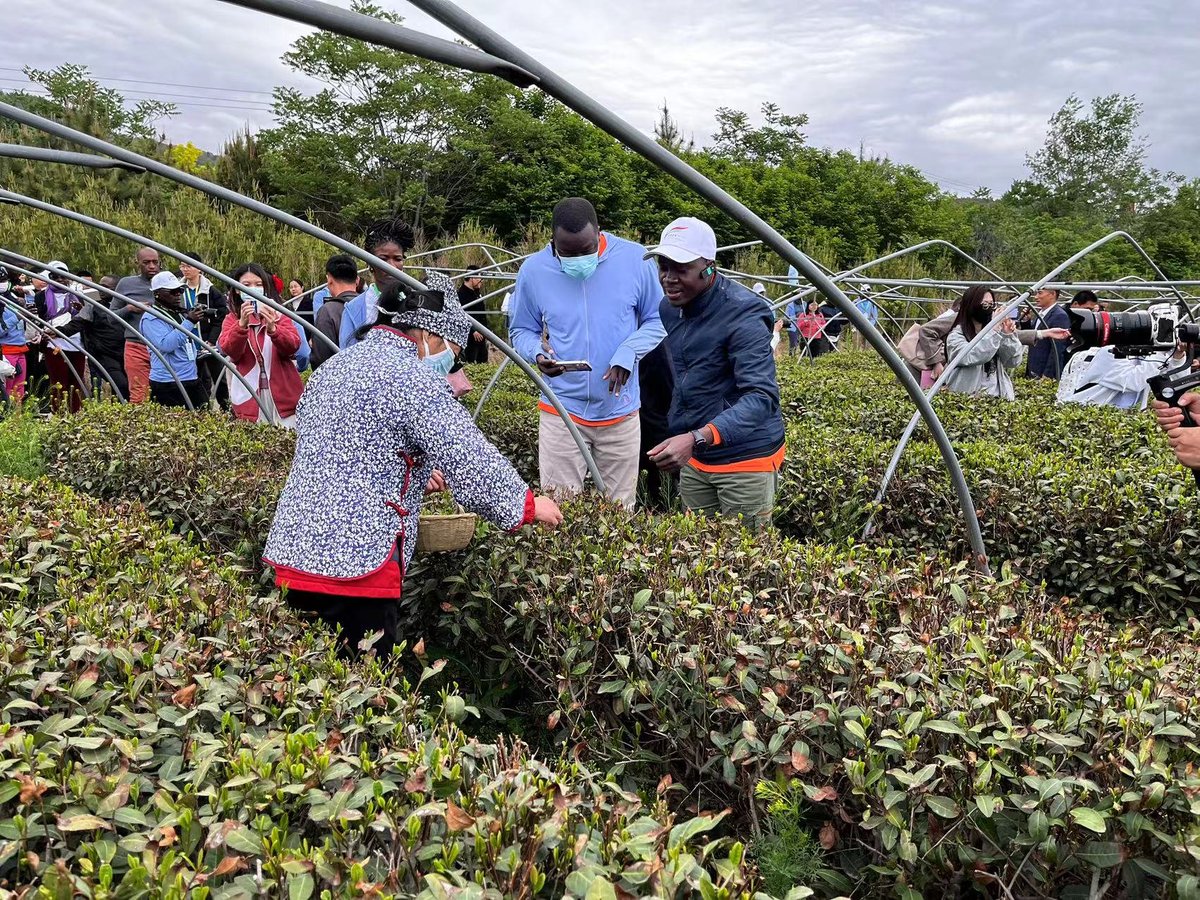DGAfrica_MFA's tweet image. On April 21, African youth delegates of the 7th China-Africa Youth Festival experienced tea-picking and tea art at the Chaxigu tea garden in Tai’an, Shandong Province.

They were intrigued by how intangible cultural heritage could drive the growth of rural tourism industry.